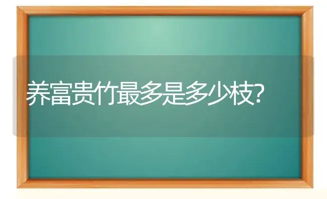 养富贵竹最多是多少枝？ | 植物问答