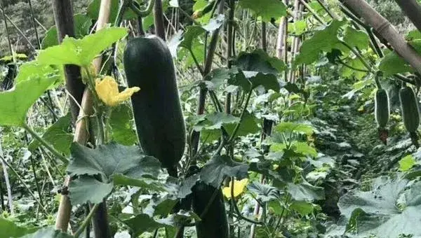 节瓜种植方法和时间