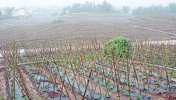 2018种豇豆赚钱吗？豇豆种植的利润与投资成本及前景预测