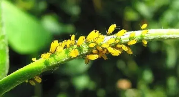 猕猴桃花蕾期蚜虫怎样防治