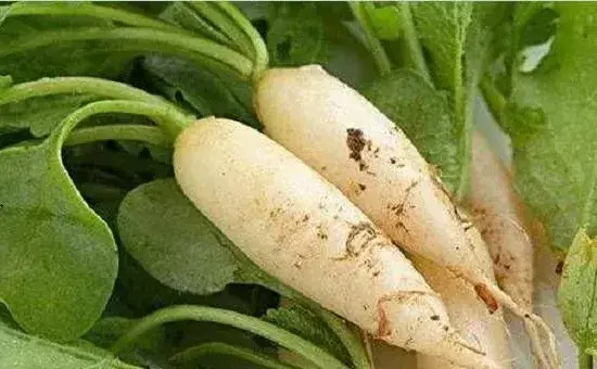 八月份可以种植什么蔬菜？当季蔬菜哪个好吃