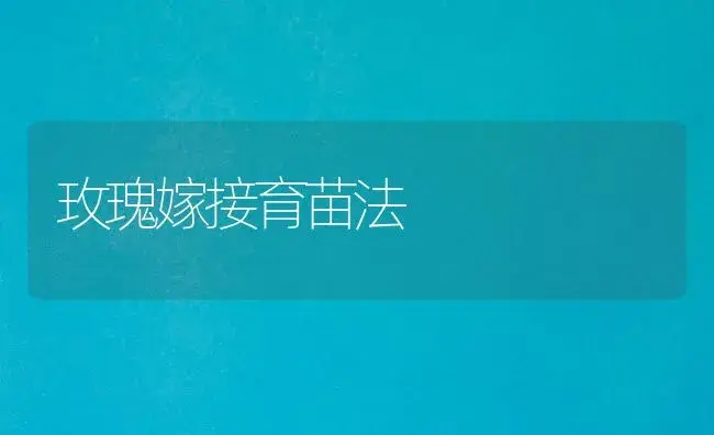 玫瑰嫁接育苗法 | 植物知识
