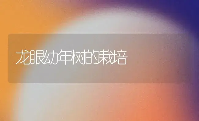龙眼幼年树的栽培 | 植物百科