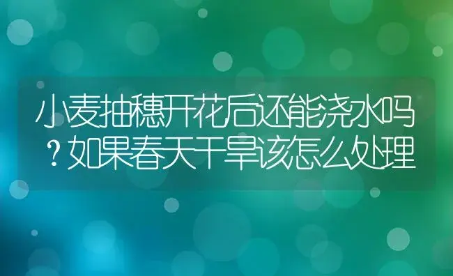 小麦抽穗开花后还能浇水吗？如果春天干旱该怎么处理 | 植物知识