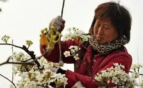 梨树人工、液体、蜜蜂授粉方式介绍