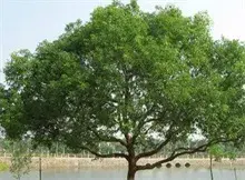标准化种植香樟树品质升级扩销路