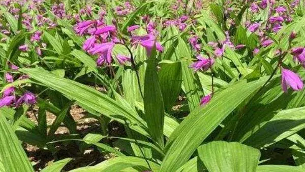 白芨种植技术 白芨种植什么季节种植