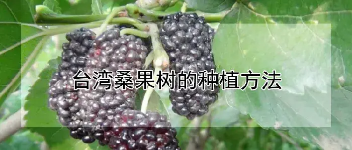 台湾桑果树的种植方法