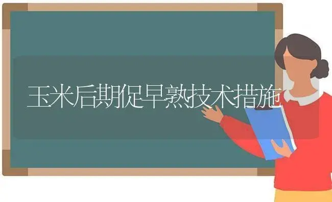 玉米后期促早熟技术措施 | 植物科普