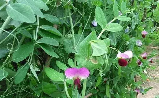 荷兰豆种植时间和方法