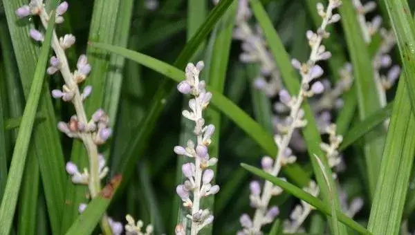 2018种麦冬赚钱吗？麦冬种植的利润与投资成本及前景预测