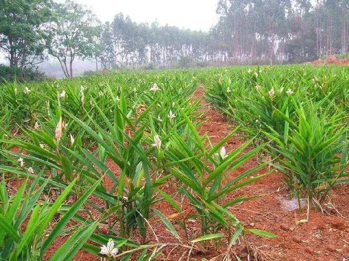 高良姜种植技术要点