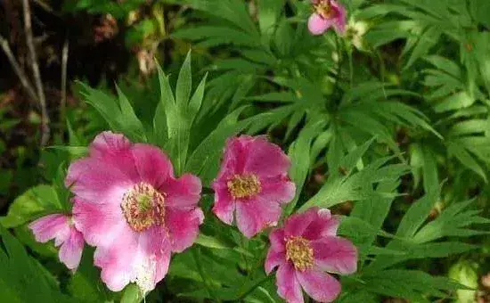 芍药花一般什么时候种植比较好