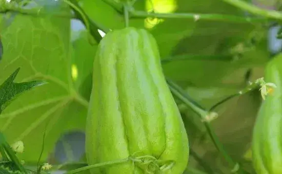 佛手瓜怎么种植