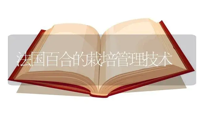 法国百合的栽培管理技术 | 植物知识