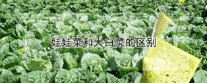 娃娃菜和大白菜的区别