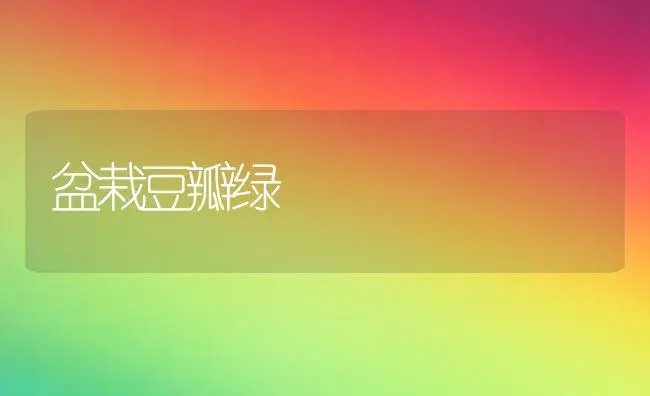 盆栽豆瓣绿 | 植物科普