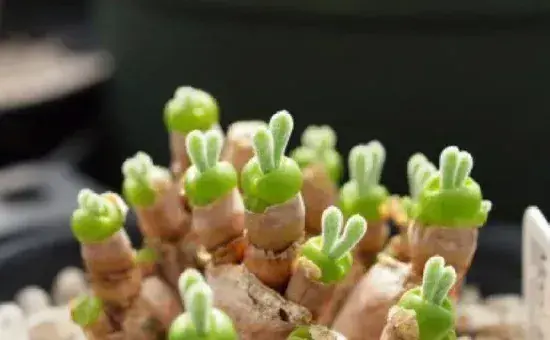 碧光环怎么养