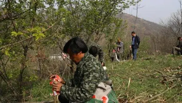 板栗树嫁接技术