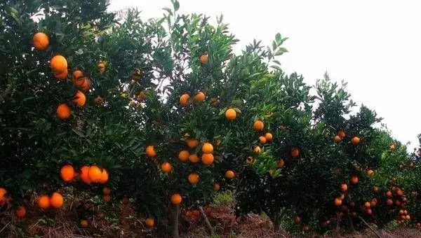 高产脐橙的种植管理技巧
