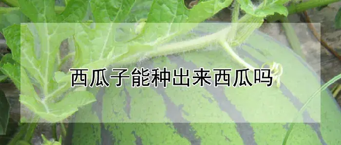 西瓜子能种出来西瓜吗