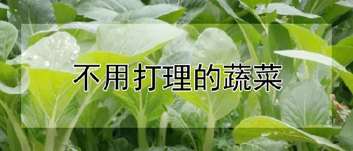 不用打理的蔬菜