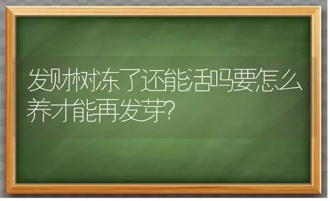 发财树冻了还能活吗要怎么养才能再发芽？ | 植物问答