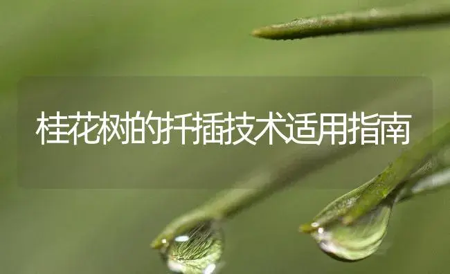桂花树的扦插技术适用指南 | 植物知识