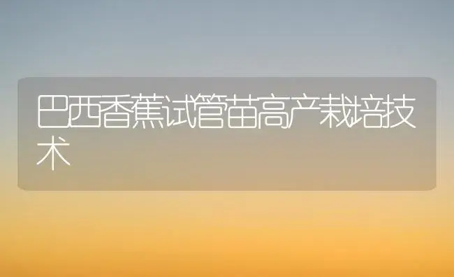 巴西香蕉试管苗高产栽培技术 | 植物百科