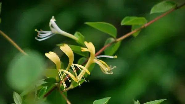 2018种金银花赚钱吗？金银花种植的利润与投资成本及前景预测