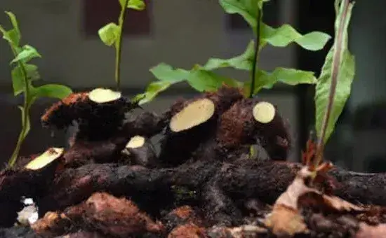 骨碎补种植方法，常浇水保持湿度