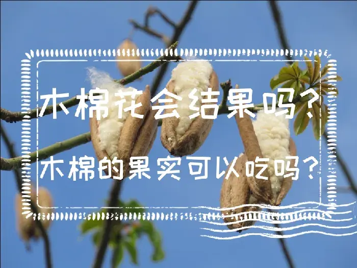 木棉花会结果吗？木棉的果实可以吃吗？