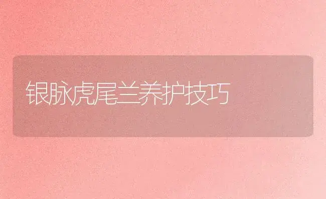 银脉虎尾兰养护技巧 | 植物知识