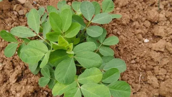 花生种植时间和生长期