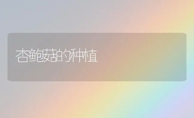 杏鲍菇的种植 | 植物科普