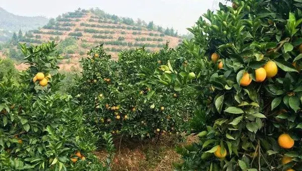 脐橙种植间距，一般隔3米左右，每亩110至120株