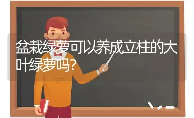 盆栽绿萝可以养成立柱的大叶绿萝吗？ | 植物问答