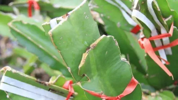 火龙果的种植与管理技术