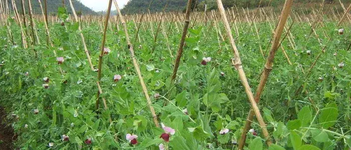 菜豌豆种植技术