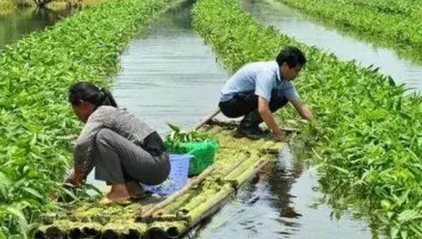 空心菜无土栽培技术