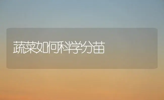 蔬菜如何科学分苗 | 植物科普
