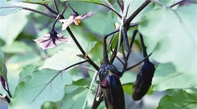 茄子低温障碍的防治方法