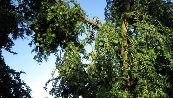 香榧种植条件（对环境的要求） 香榧树怎么种植 香榧适合种植在坡地吗