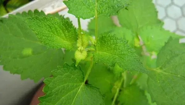 藿香怎么种 藿香种子种植方法与注意事项