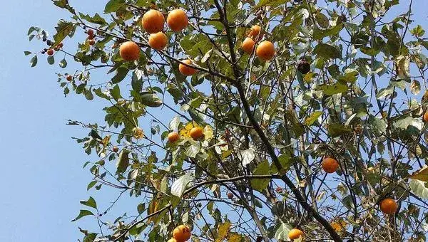 四川适合种植什么果树