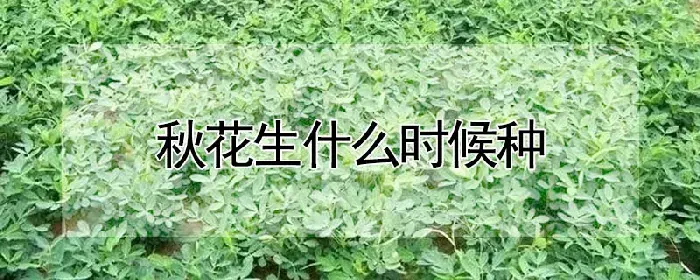 秋花生什么时候种