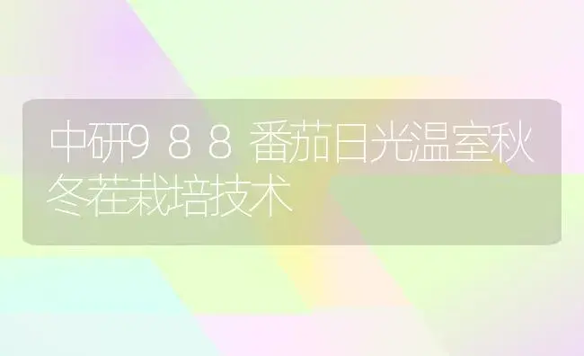 中研988番茄日光温室秋冬茬栽培技术 | 植物科普
