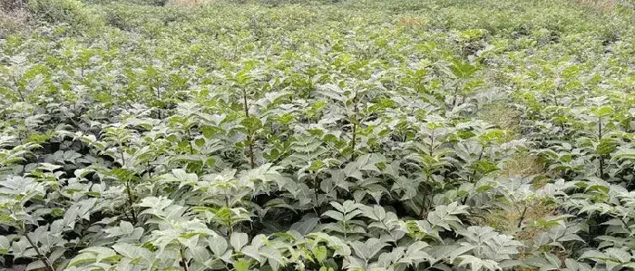 吴茱萸亩产量是多少 吴茱萸种植效益好吗