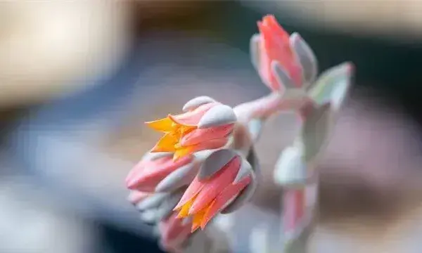 多肉开花了该怎么处理
