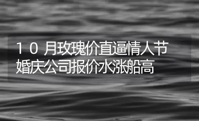 10月玫瑰价直逼情人节 婚庆公司报价水涨船高 | 植物知识